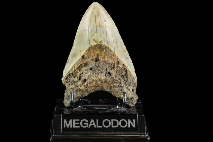 Fossil Megalodon Tooth - North Carolina #109817